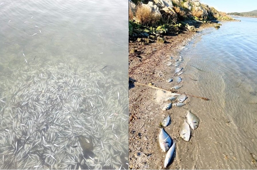 Стотици илјади риби изумреле од студот во Грција