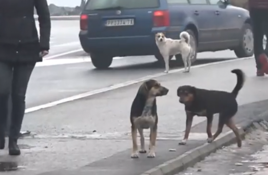 Маж и жена искасани од улични кучиња во Аеродром