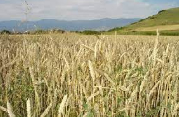 Забавен развојот на житарките, земјоделците да ги заштитат културите од силниот ветер