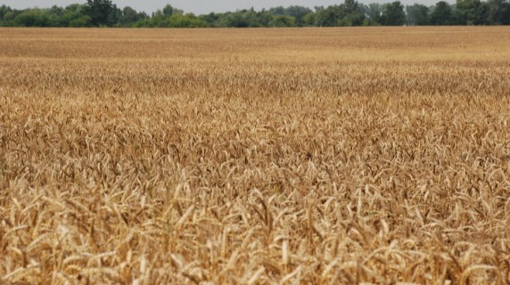 Украина најголема житница во светот и најголем извозник на пченица