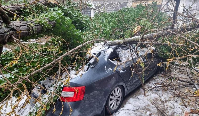 Снегот натежна: Паднати дрва во Центар, оштетени автомобили