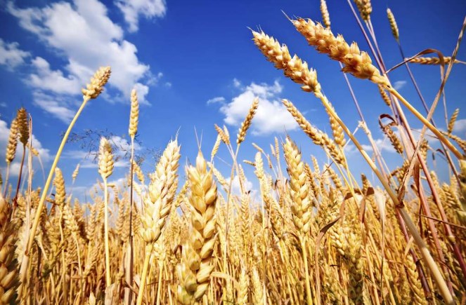 Со потпис на Артан Груби се отпишани 1.500 тони пченица и 500 тони јачмен од државните резерви вредни 650.000 евра, дали истите завршиле на црниот пазар?