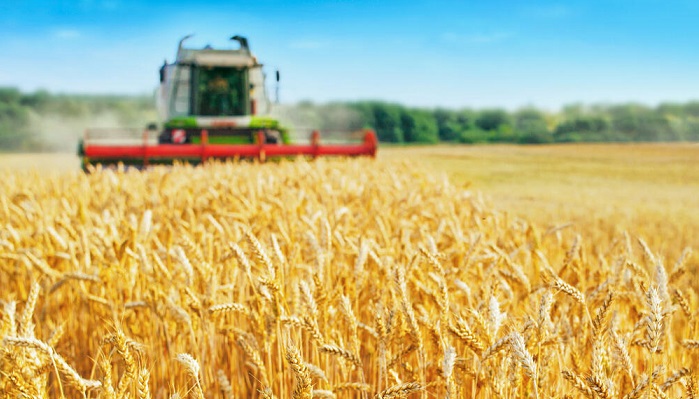 Пченицата и пченката поскапеа по руското повлекување од Договорот за извоз преку Црното Море