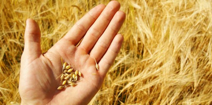 Велика Британија проценува дека извозот на жито од Украина ќе се намали за две третини