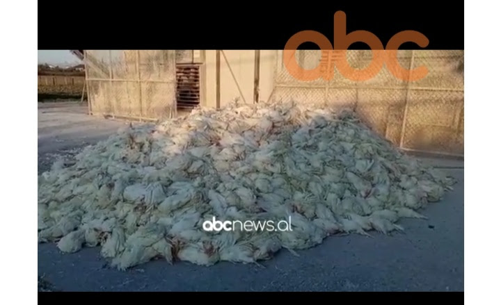Мртвата живина уште незакопана: Птичји грип во Албанија, во Драч угинати најмалку 100.000 кокошки