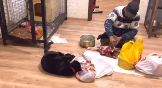 Излегува надвор само да им купи месо: Индински доктор во Украина живее со животните кои ги вдомил од зоолошката градина во Киев