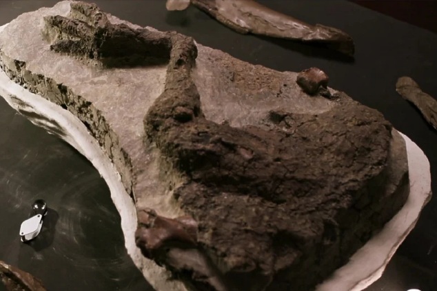 Пронајден првиот фосил од диносаурус директно поврзан со ударот на астероид што ги истреби овие животни