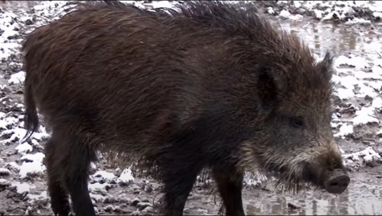 Германска зоолошка градина ќе и го менува името на дива свиња која се вика Путин
