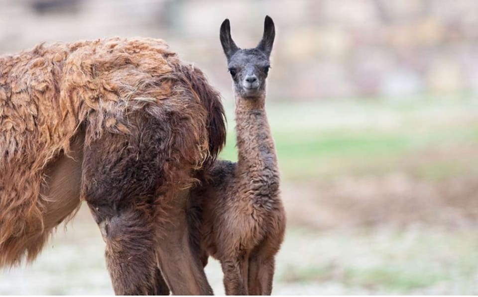 Се роди бебе лама во скопската Зоолошка