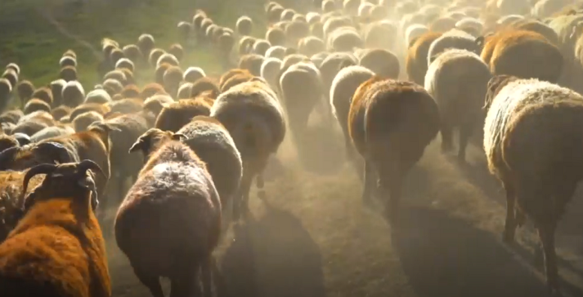 Најмногу манипулации со субвенциите во овчарството, ќе се менува концептот на поддршка