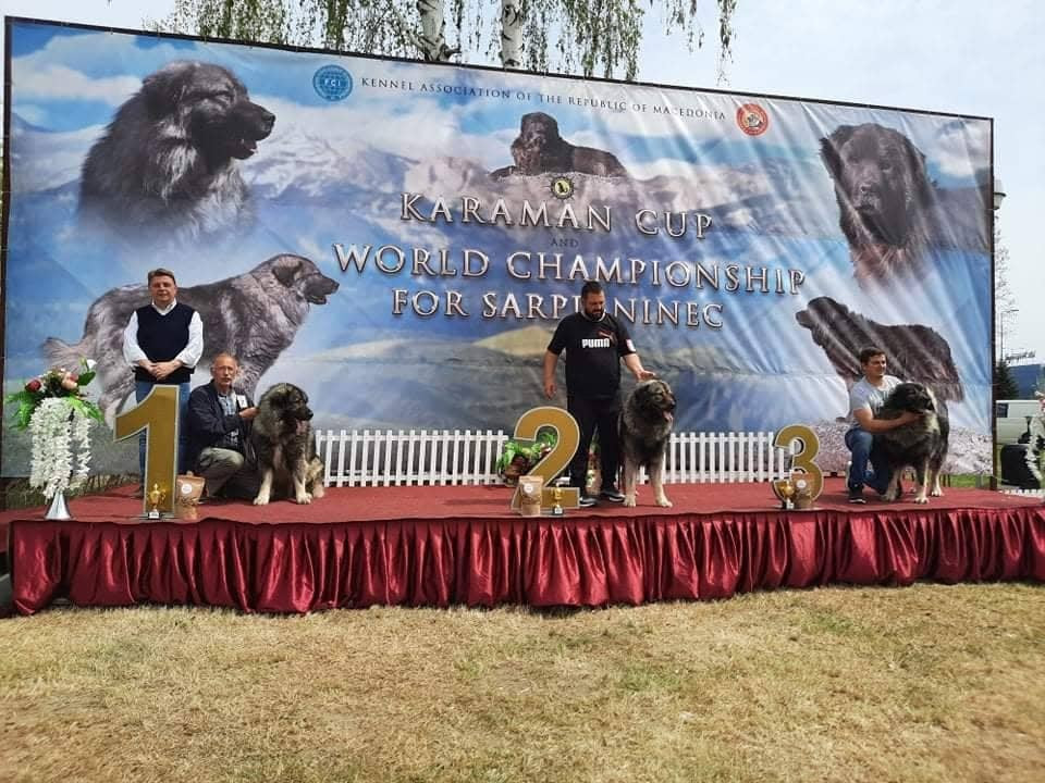 Шарпланинецот Купер државен првак на Македонија: За одгледување е потребен голем мерак, а предизвик е хигиената