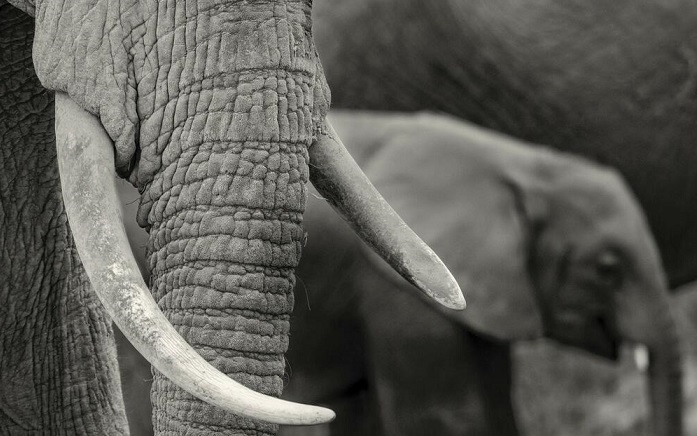 Слон прегазил до смрт научник во Уганда