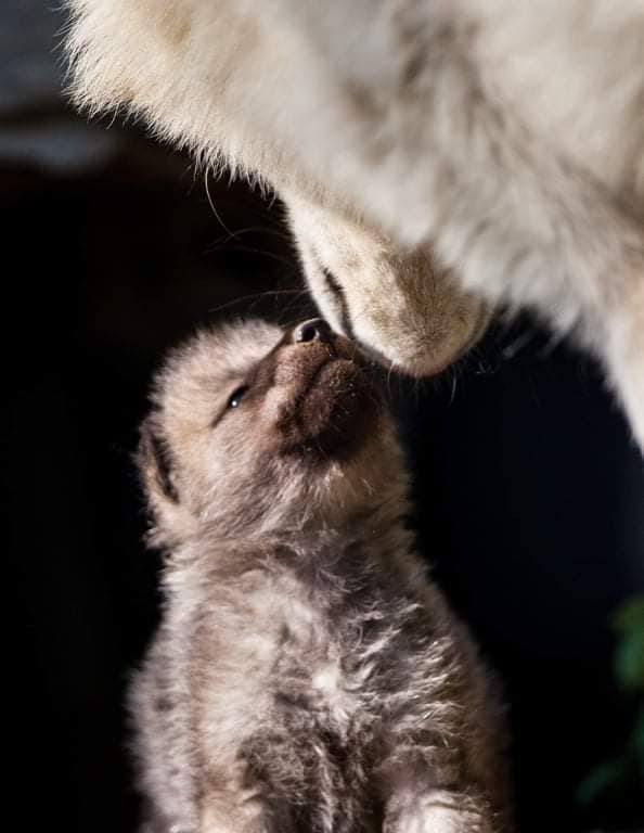 Во скопската зоолошка градина се родија две бели волчиња