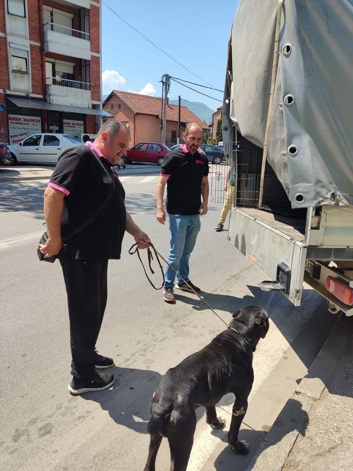 Стојкоски: Се заловуваат кучиња скитници на сите локации предходно пријавени од жители на општината