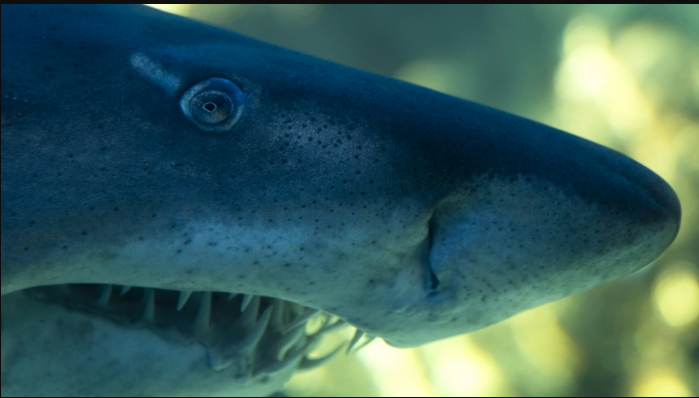 Ајкула снимена во плиткото во Јадранското Море во Хрватска