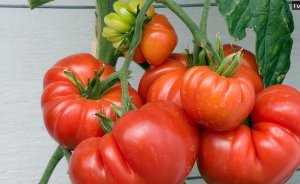 Создаден ГМО домат кој помага против рак и Алцхајмер