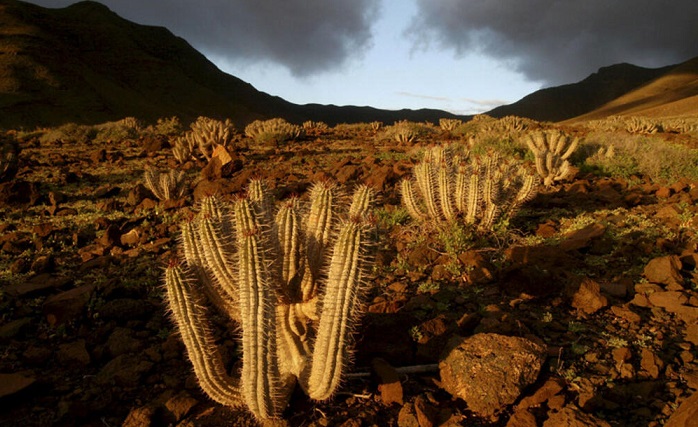 Глобалното затоплување е закана дури и за кактусите: До 90% се во опасност од исчезнување