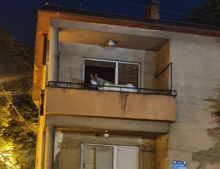 Коњот кој преседе на тераса во зграда во Дебар Маало згрижен во ЗОО Скопје