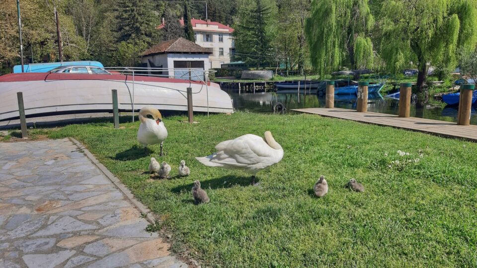 Во Казахстан од птичји грип угинале 700 лебеди