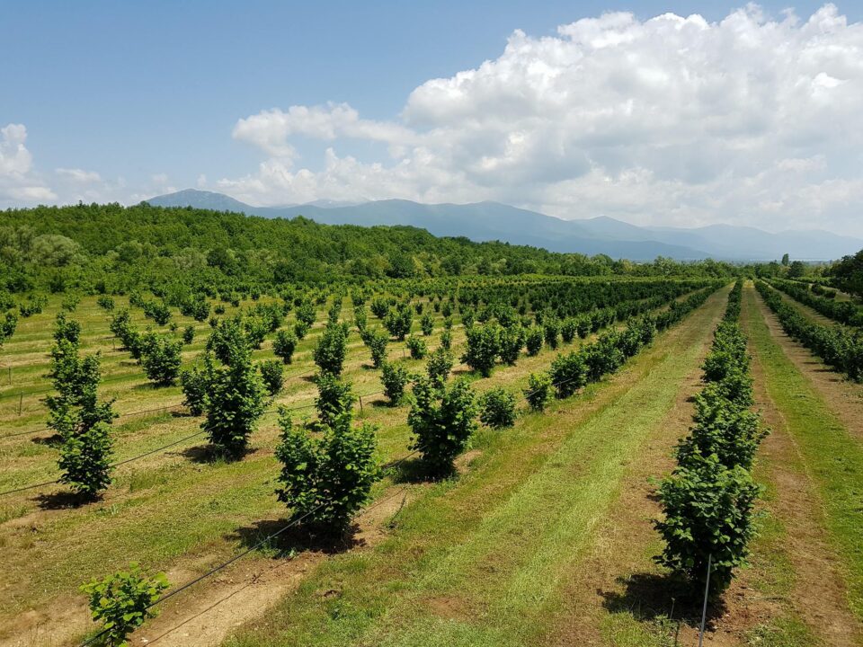 Владата дава под закуп земјиште за лешник, маслинарници, оранжерии…