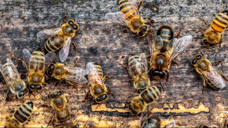 Пет милиони пчели угинале во САД откако кошниците биле оставени на жежок асфалт