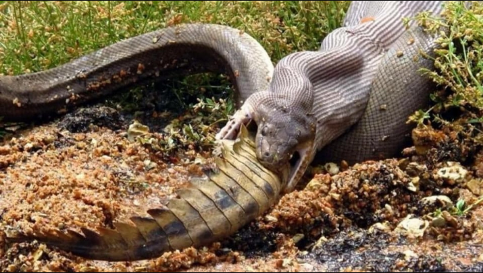 Фантастична природа: „Фатен“ моментот кога огромен питон совладува и проголтува крокодил