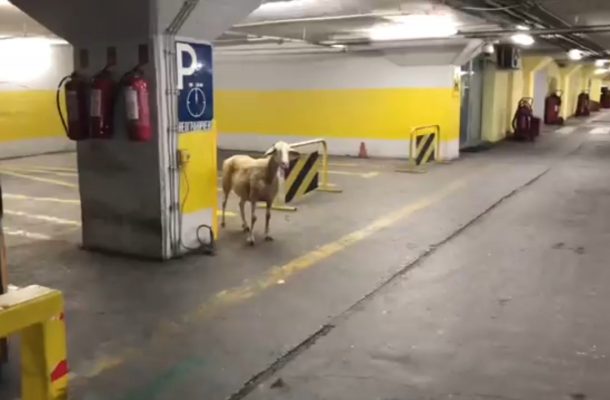 Овца се прошета низ подземниот паркинг во ГТЦ во Скопје
