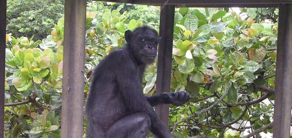 Реакции во Грција за усмртување на шимпанзо кое побегна од Зоолошката градина во Атина