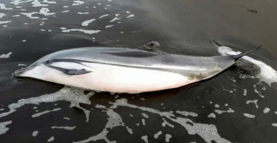 Десетици мртви делфини и желки се појавија на брегот на Гватемала