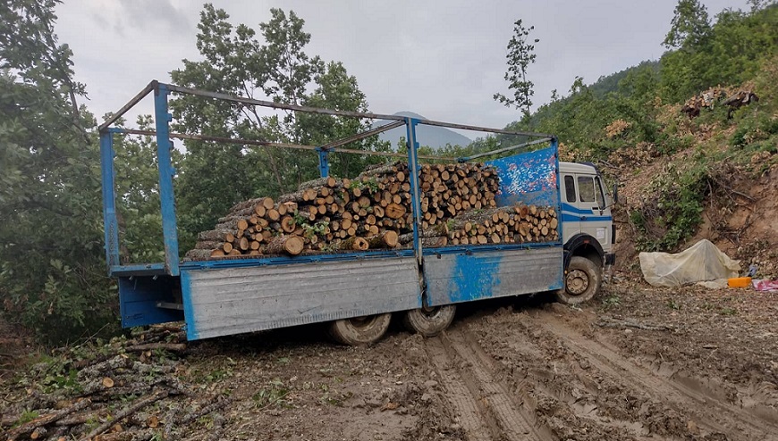 Oсум албански и четири државјани на Македонија: Разбиена група дрвокрадци во Струшко