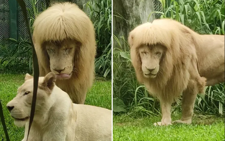 Лав со „шишки“ е вистинска сензација во кинеска Зоолошка градина