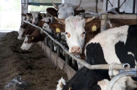 5.851 млекопроизводител добиле субвенции од 89.5 милиони денари за произведено и предадено млеко