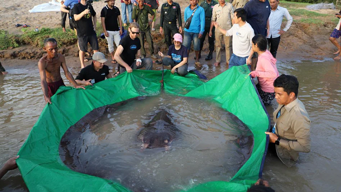 Во Камбоџа уловена најголемата слатководна риба досега