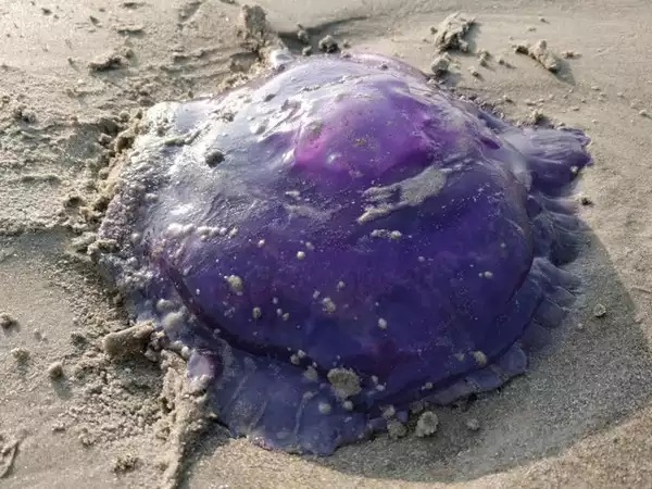 Ги има и во Егејското и во Јонското Море: Опасните пурпурни медиузи му се закануваат на грчкиот туризам