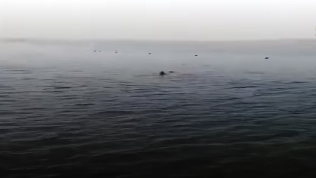 Жена нападната од ајкула на познатото египетско летувалиште Хургада (вознемирувачко видео)