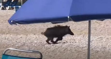 Дива свиња касна жена на плажа во Италија