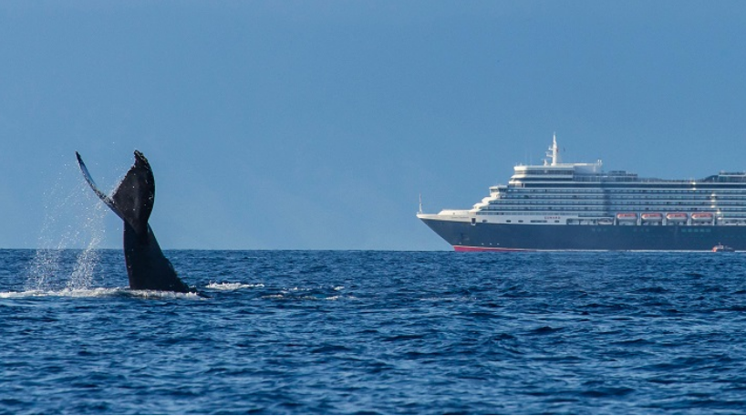 Бродовите при пловидба убиваат 20 илјади китови годишно