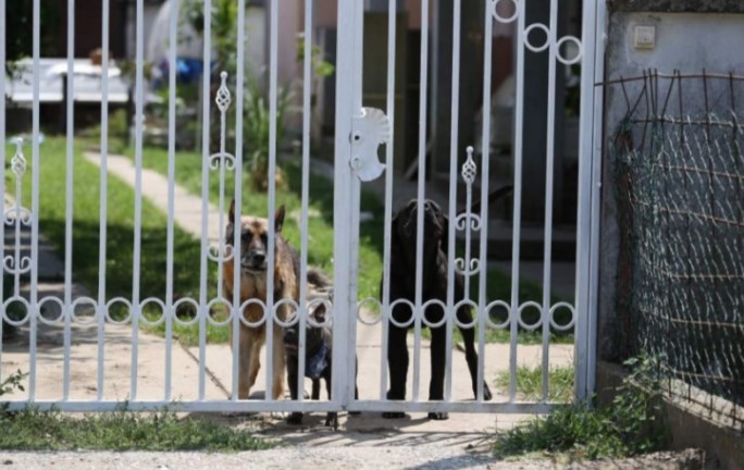 „Oмерта“: Kучиња ја чуваат куќата на Зоран Марјановиќ, соседите молчат
