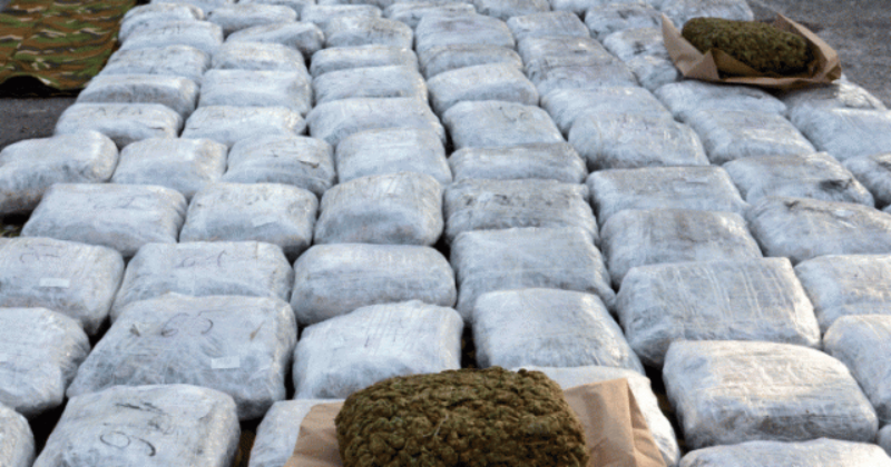 Во Кочани запленети над 200 килограми марихуана, вредна близу половина милион евра