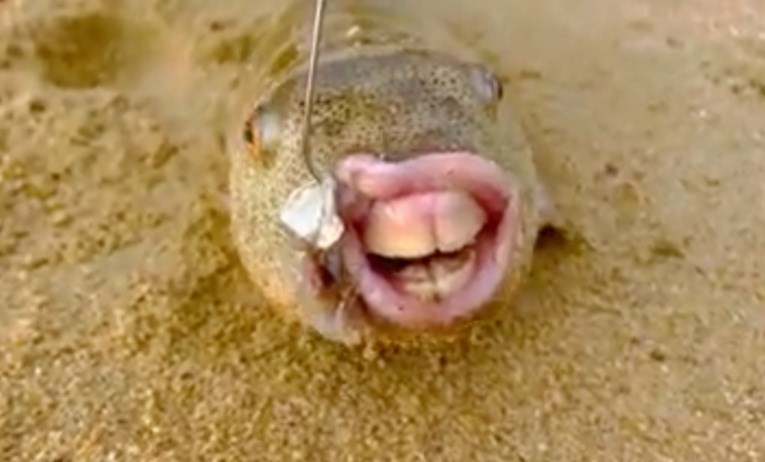 Риба со „човечки“ заби уловена на брегот на Мексико
