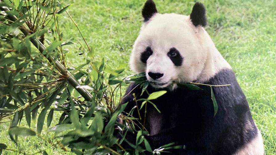 На 35. роденден почина најстарата панда во Мексико