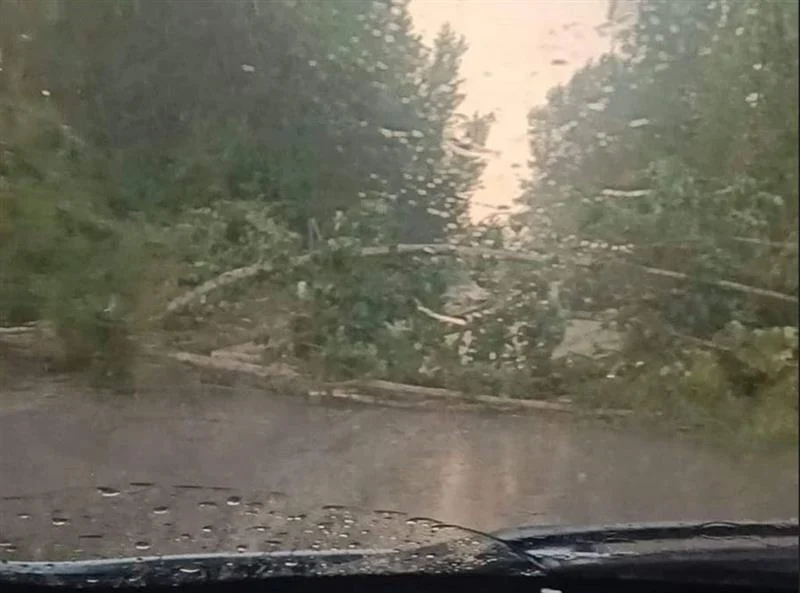 Паднато дрво го попречува сообраќајот на патот Битола – ГП Меџитлија