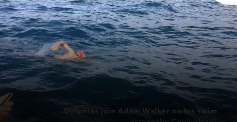 Делфини спасиле пливач од ајкула – направиле заштитен прстен и го чувале цел час