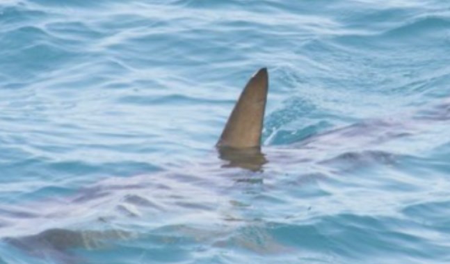 На голф терен во Австралија се појавиле шест ајкули