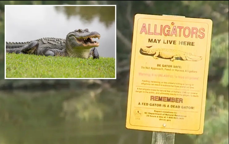 Алигатор усмртил 88-годишна Американка во езеро