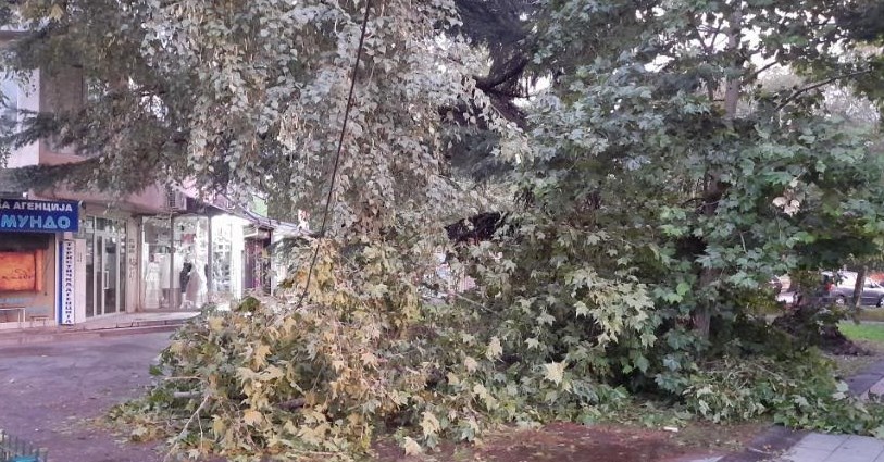 Паднати дрва во Лептокарија и Карпош 1 оштетија автомобили