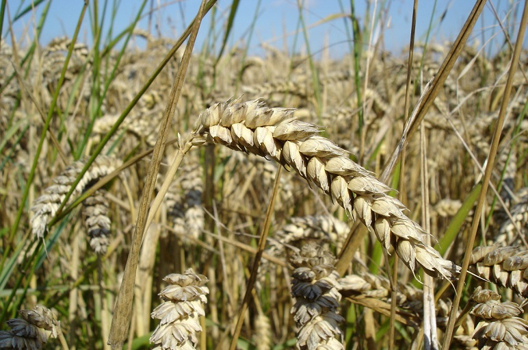 Унгарија не сака украинско жито
