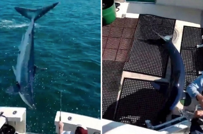 Неверојатен напад на ајкула: Морскиот ѕвер скокна од водата и слета директно на палубата од бродот