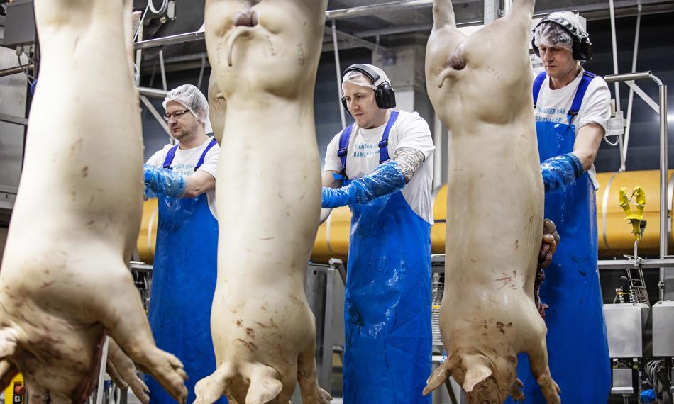 Најголемиот европски производител на свинско месо најавува масовни откази поради кризата