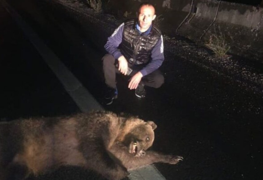 Кумановец имал опасна средба со мечка на автопатот Тетово – Скопје: Од тупаниците автомобилот се тресеше